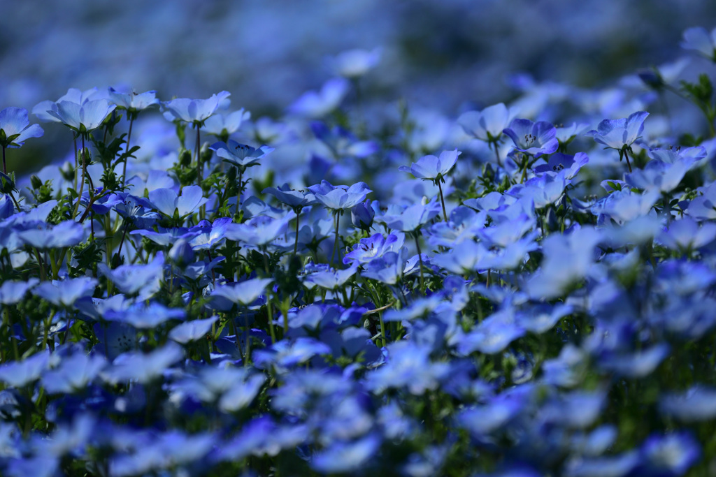 Nemophila