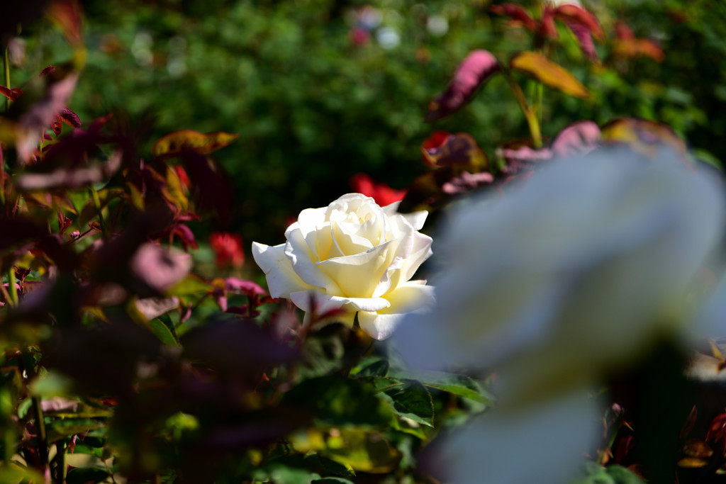 霊山寺の薔薇③