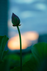 夕焼け