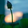 夕焼け