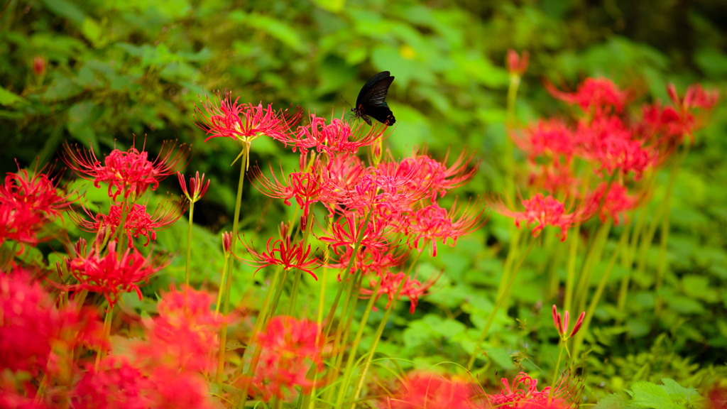 Red spider lily