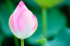 蓮華