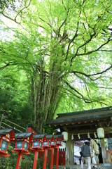 新緑の貴船神社