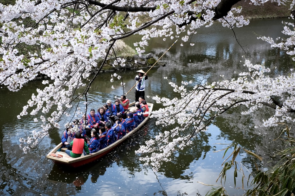 桜舟