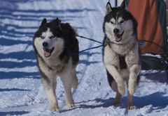 犬ぞり大会　その１