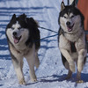 犬ぞり大会　その１