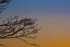 マガン＋夕陽２