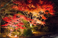 筑波山もみじライトアップ_1