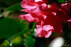 筑波実験植物園