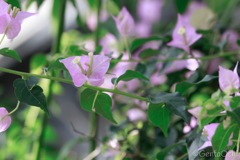 筑波実験植物園