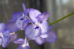 筑波実験植物園蘭展