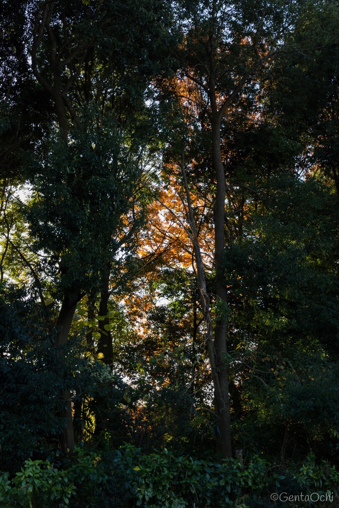 森