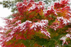 雪_3