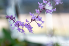 筑波実験植物園蘭展
