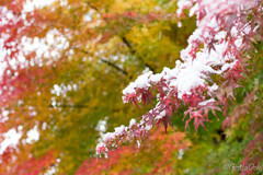 雪_4