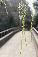 春