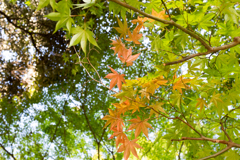 色づき始めの紅葉