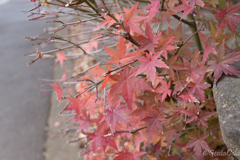 お写ん歩