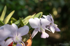 筑波実験植物園蘭展