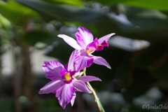 筑波実験植物園蘭展
