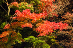 筑波山もみじライトアップ_4