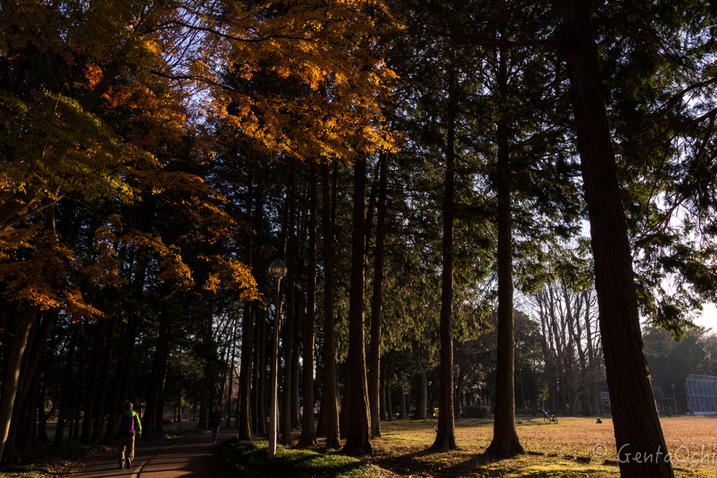 洞峰公園の冬