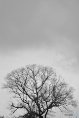 冬の空