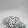 冬の空