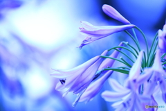 Agapanthus