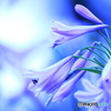Agapanthus