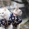 Matching clothes