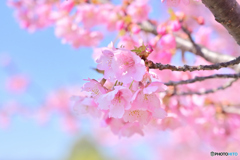 春爛漫