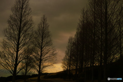 Metasequoia