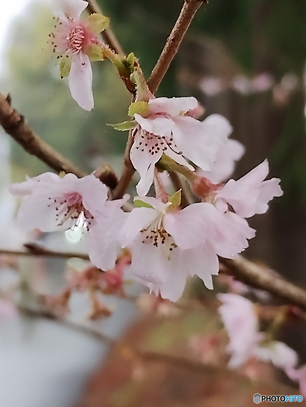 師走に咲く桜