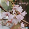 師走に咲く桜