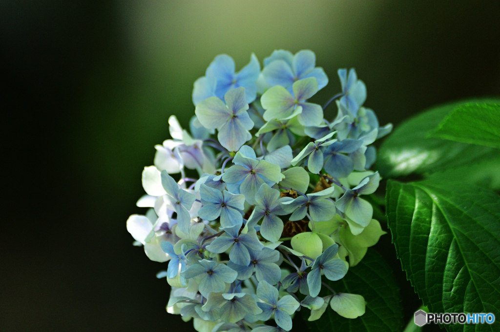 hydrangea
