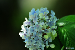 hydrangea