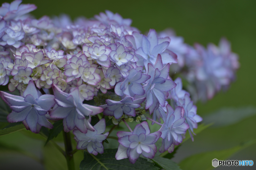 紫陽花01