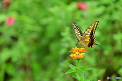 butterfly