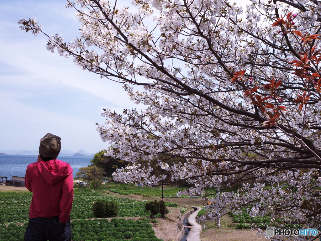 桜と瀬戸内海