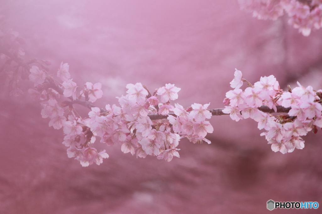 河津桜01
