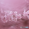 河津桜01