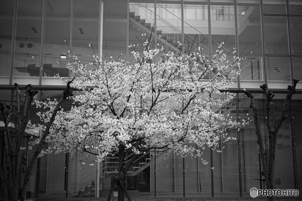 ビルと桜　monochrome