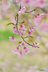 大漁桜