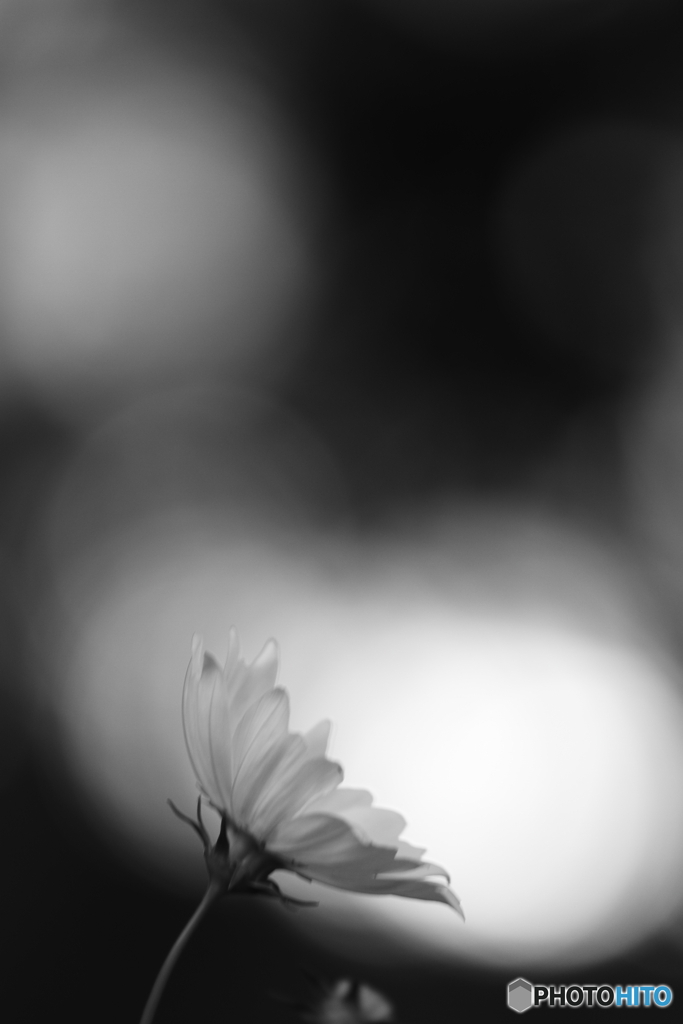 秋桜
