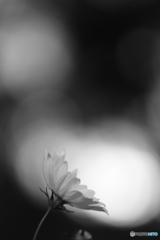 秋桜