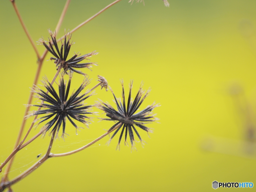 線香花火