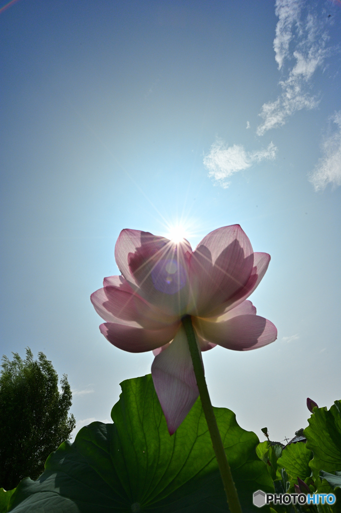 Sparkle of the Lotus