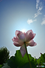 Sparkle of the Lotus