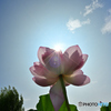 Sparkle of the Lotus